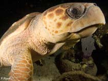 Image of Caretta caretta (Loggerhead turtle)