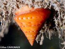 Image of Calliostoma conulus (Shining topshell)