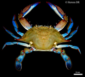 Image of Callinectes danae (Dana swimcrab)