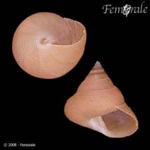 Image of Calliostoma euglyptum (Sculptured topsnail)