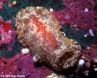 Image of Carminodoris flammea 