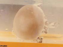 Image of Cassiopea frondosa (Upsidedown jellyfish)