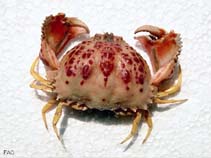 Image of Calappa granulata (Shamefaced crab)