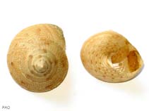 Image of Calliostoma granulatum 