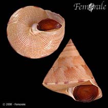 Image of Calliostoma haliarchus (Sea monarch top)