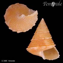 Image of Calliostoma indiana 