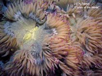 Image of Catalaphyllia jardinei (Elegance coral)