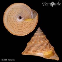 Image of Calliostoma javanicum (Chocolate-line topsnail)