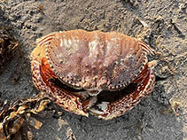 Image of Calappa lophos (Common box crab)