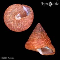 Image of Calliostoma mcleani 