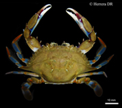 Image of Callinectes ornatus (Shelling crab)