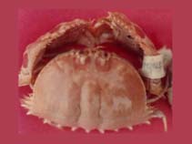 Image of Calappa philargius (Spectacled box crab)