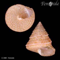 Image of Calliostoma scobinatum 