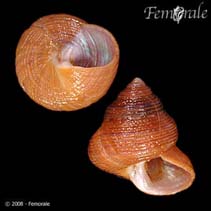 Image of Calliostoma supragranosum (Granulose topsnail)