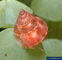 Image of Calliostoma ticaonica 