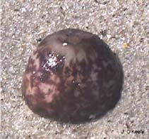 Image of Calliactis tricolor (Hermit anemone)