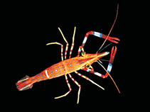 Image of Campylonotus vagans (Painted shrimp)