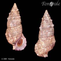 Image of Cerithium atratum (Dark cerith)