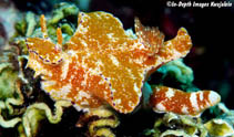 Image of Ceratosoma gracillimum (Slender ceratosoma)