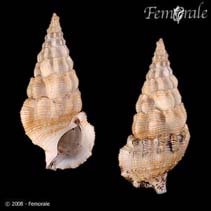 Image of Cerithium guinaicum (Guinea cerith)