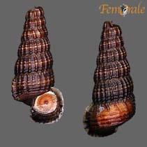 Image of Cerithidea quadrata (Quadrate horn shell)