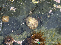 Image of Cellana toreuma (Common intertidal limpet)