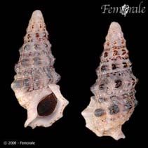 Image of Cerithium uncinatum 