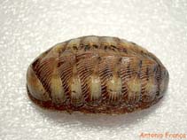 Image of Chaetopleura angulata 