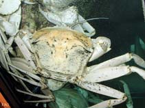 Image of Chaceon bicolor (Pacific golden crab)