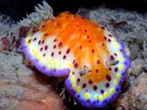 Image of Goniobranchus collingwoodi (Collingwood\