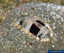 Image of Chiton densiliratus 