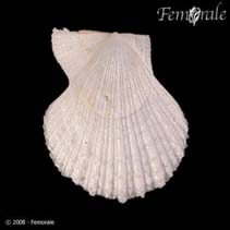 Image of Azumapecten farreri (Farrer\