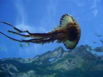 Image of Chrysaora hysoscella (Compass jellyfish)