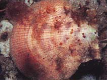 Image of Chlamys islandica (Iceland scallop)