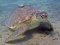 Image of Chelonia mydas (Green sea turtle)