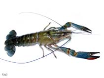 Image of Cherax quadricarinatus 