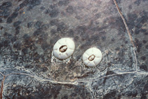 Image of Chelonibia testudinaria 