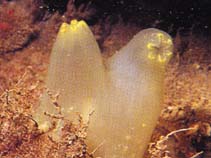 Image of Ciona intestinalis (Sea vase)