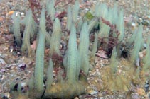 Image of Ciocalypta penicillus (Brush horny sponge)