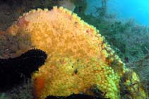 Image of Cliona celata (Pumpkin colored sponge)
