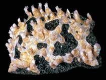 Image of Clavularia cylindrica 