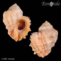 Image of Coralliophila abbreviata (Stubby coral snail)