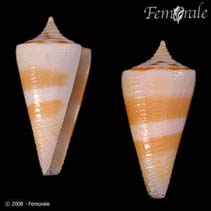 Image of Conus attenuatus (Slender cone)