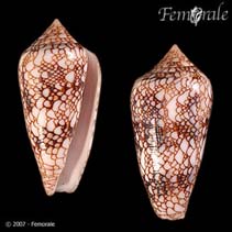 Image of Conus canonicus (Canonical cone)