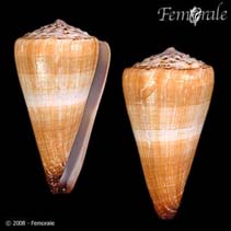 Image of Conus distans (Distantly-lineated cone)