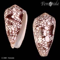 Image of Conus episcopatus 