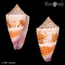 Image of Conus floridulus 