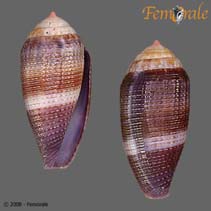 Image of Conus glans (Acorn cone)