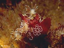 Image of Flabellina gracilis 