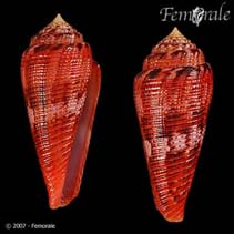 Image of Conus granulatus (Glory-of-the-Atlantic cone)